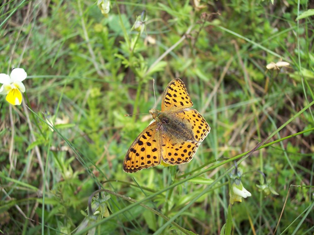 foto di farfalle diverse